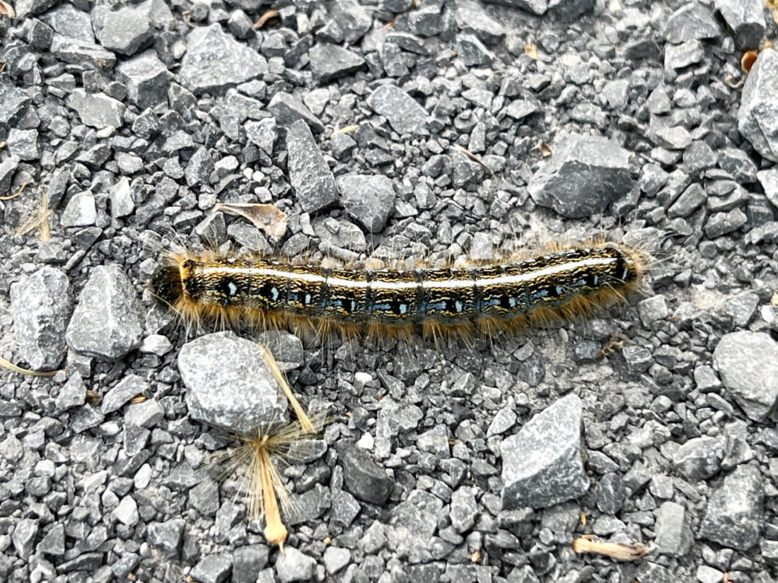 eastern-tent-caterpillars-and-forest-tent-caterpillars-on-trees